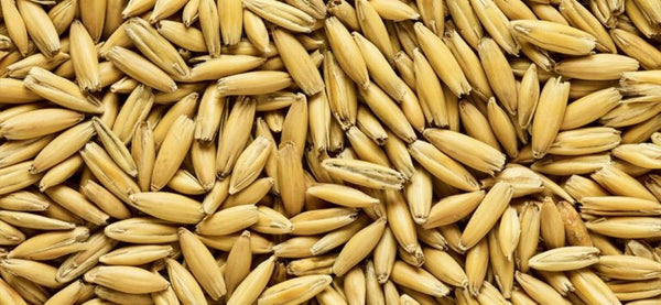 Malted Oats (Whole/Not Milled) 10 lbs