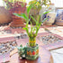 Generic Coop & Harp Small Lucky Bamboo Live Indoor Plant with Ceramic Vase, Live Indoor Lucky Bamboo for Home, Office