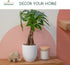 Charming Bonsai with Yellow-Tinted Leaves in Decorative Pot