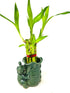 JM BAMBOO 5 Stalks Lucky Bamboo Arrangement 3inch Flower Elephant Ceramic Vase