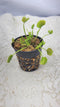 Generic Large Sized Chinese Dumpling Venus Flytrap (Fly Trap Carnivorous Plants) Dionaea Muscipula