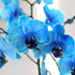 5" Green Circle Growers Blue Watercolor Orchid in a White Pot, Live Indoor Plants, House Plant