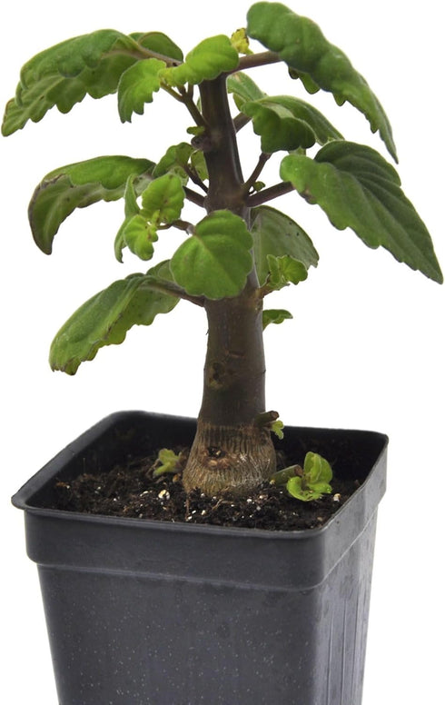 Plectranthus Ernstii Caudex, Bonsai Mint, Caudex, Caudiciform Plectranthus, Spurflower, Upright Plant or