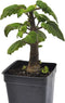 Plectranthus Ernstii Caudex, Bonsai Mint, Caudex, Caudiciform Plectranthus, Spurflower, Upright Plant or