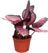 CoollectivePlants Calathea Rosceapicta Rosy Live Indoor Plant in 6 Grower Pot, Easy