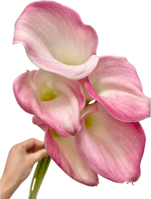10 Next-day delivery Calla Lilies Fresh Cut Flowers Bouquet Prime Delivery Gifts for Birthday Anniversary Friendship