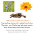 1 Oz Herbal Blend for Smoke and Tea - Smoke & Brew Mellow Clove for Soothing Clarity - Clove, Ginko Leaf and Calendula