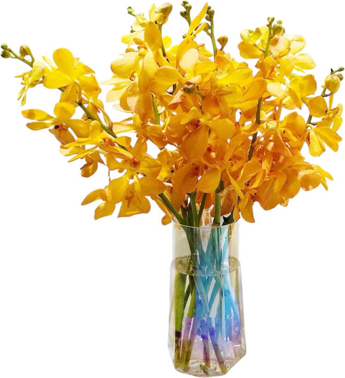15 Stems of Fresh Orange Orchids - Perfect Gift for Any Occasion
