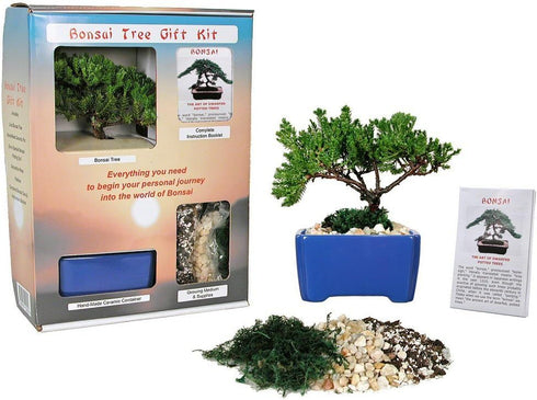 Eve's Garden, Inc Live Japanese Juniper Tree Bonsai Tree Gift Kit !!!! Cannot Ship to