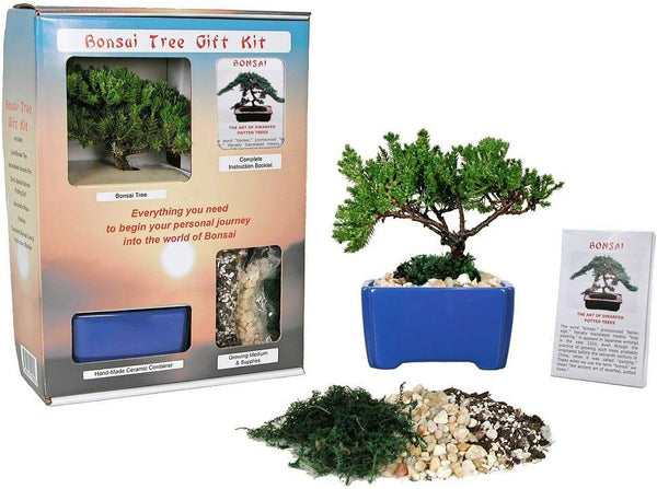 Eve's Garden, Inc Live Japanese Juniper Tree Bonsai Tree Gift Kit !!!! Cannot Ship to