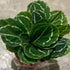 6 Inch Calathea Green Lipstick - Live Plant in a Growers Pot - Calathea Roseopicta 'Green Lipstick' - Beautiful