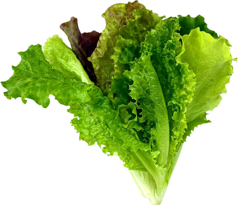 (6 Lettuce Mix Seedlings: Ready-to-Plant, Starts, Starters, Plugs, Garden Ready, Live Plants, Transplants