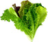 (6 Lettuce Mix Seedlings: Ready-to-Plant, Starts, Starters, Plugs, Garden Ready, Live Plants, Transplants