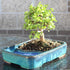 4 8 12 Inches Brussel's Bonsai Live Dwarf Jade Bonsai Tree, Indoor - Medium, Years Old, to Tall - Jade Tree