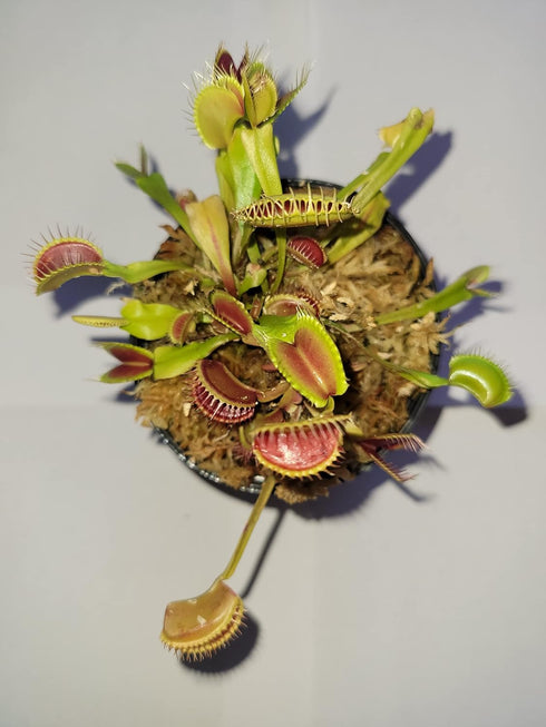 Generic 3 Small Giant Venus Flytraps (Fly Trap Carnivorous Plants) 3 inch Pot