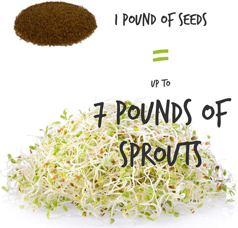 4 Oz Certified Organic Dried Green Lentil Sprouting Seed: - Handy Pantry Dry Lentils for Planting Garden Seeds, Soup