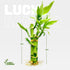 3 Set (2x4 1x6) Stalks Lucky Bamboo Plants Indoor Live - Multi-Height & for Good Luck & Prosperity - Easy Care