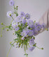 18 Fresh Cut Green Hypericum Berries - Stems
