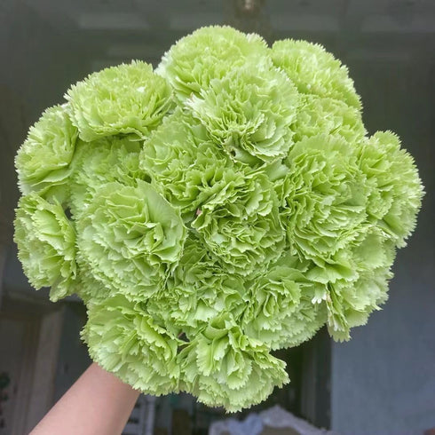 38 Green Carnation Flowers Hydroponic Flower Arrangement Mothers Day Gift Home Decor Birthday Anniversary Healing