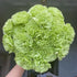 38 Green Carnation Flowers Hydroponic Flower Arrangement Mothers Day Gift Home Decor Birthday Anniversary Healing