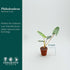 2 CoollectivePlants Philodendron Billietiae Croat Live Plant in Grower Pot Rare Indoor Houseplant, Easy Care Tropical