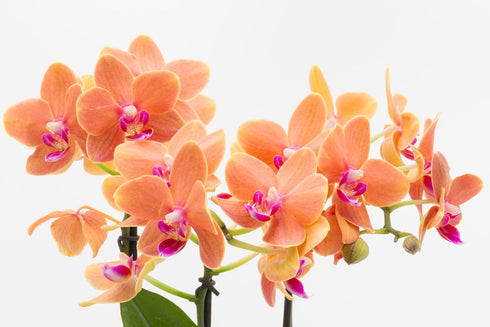 2" Surprise Moth Orchid Plant - Phalaenopsis - Pot - Easy House Plant