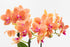 2" Surprise Moth Orchid Plant - Phalaenopsis - Pot - Easy House Plant