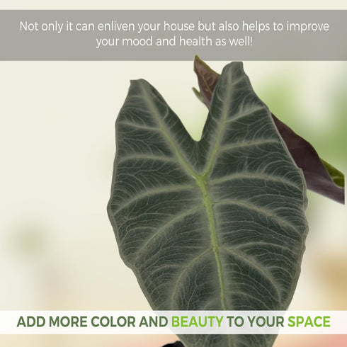 LEAL PLANTS ECUADOR Alocasia Longiloba Silver|Stunning Amazonian Elephant Ear Plant | African Mask Plant | Exotic
