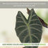 LEAL PLANTS ECUADOR Alocasia Longiloba Silver|Stunning Amazonian Elephant Ear Plant | African Mask Plant | Exotic