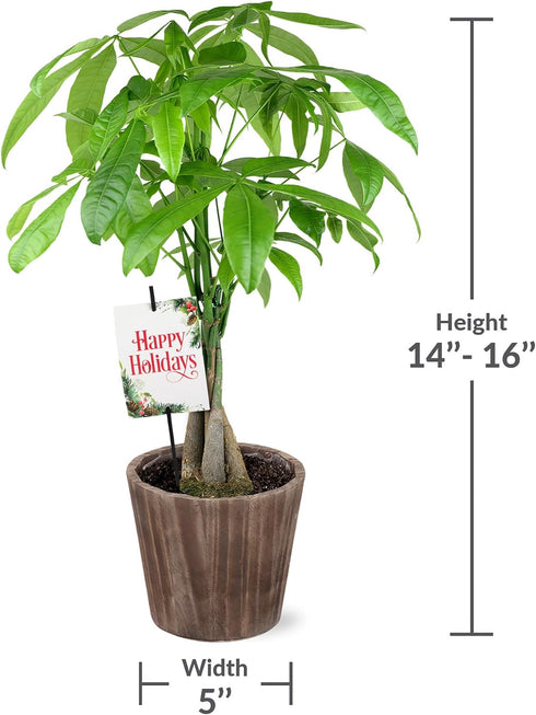 5" Green Circle Growers Money Tree in Wilson Brown Planter, Live Plant Happy Holidays