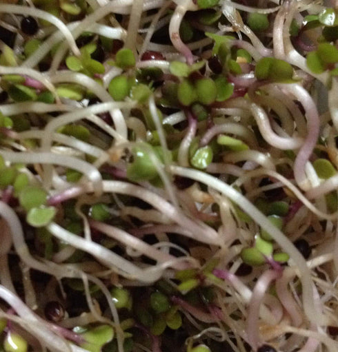 Kimmy's 14 Packed Kale Seeds for Sprouting Microgreens Ounces,"COOL BEANS n SPROUTS" Brand,A superfood