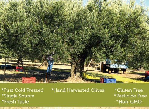 1 33.81 Cold Pressed Virgin Olive Oil L - Fluid Ounce, Antique Ephesus, Mediterranean Region of Ayvalik Turkey