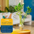 (Pack 10) Costa Farms Lucky Bamboo Spiral Stalks