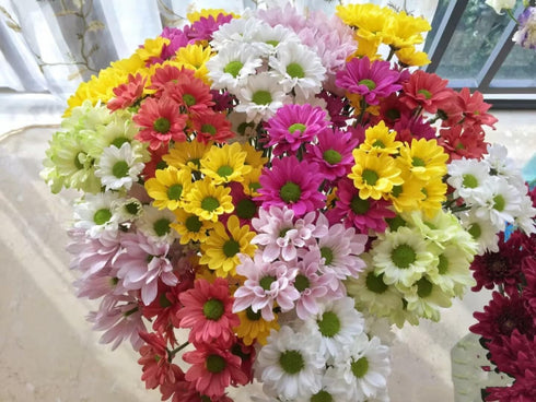 20 Stems Fresh Cut Random Mixed Color Daisy Flowers Long Blooming Period Hydroponic Flower Arrangement Suitable