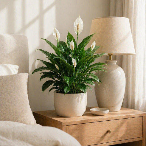 '7th '7th 2-8" 2ct Live Spathiphyllum Heaven' Plant - Heaven Peace Lily' - ragnaroc Tropical Plant Tall - - Live