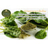 Generic 100% 200g Natural Vegetable Powder | No Additives, No Sugar, No Sodium | Conduction Vacuum Dried | Clean Label