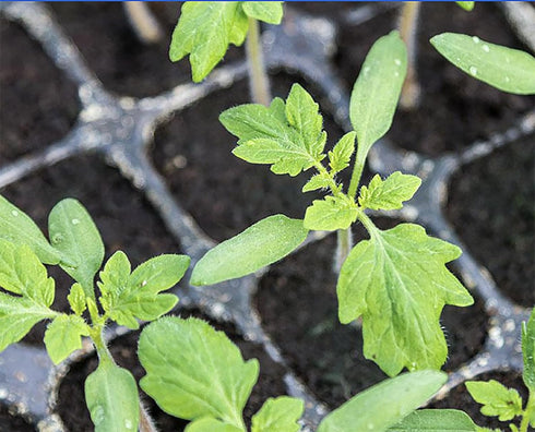 Premium San Marzano Tomato Seeds for Flavorful Sauces and Canning