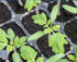 Premium San Marzano Tomato Seeds for Flavorful Sauces and Canning