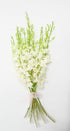 Bunch of Fresh Dendrobium White Cut Orchids from Nursery, Bunch of 10