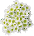 20 Stems Fresh White Daisies Flowers Good Maintenance Long Flowering Hydroponic Flower Arrangement Gifts For Home