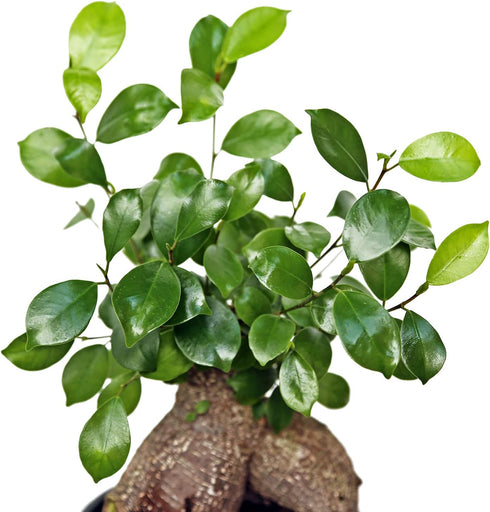 6" Live Ginseng Ficus, Ficus Retusa, Taiwan Ficus, Banyan Fig, Bonsai Houseplant, Birthday Gift, Housewarming Gift