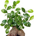 6" Live Ginseng Ficus, Ficus Retusa, Taiwan Ficus, Banyan Fig, Bonsai Houseplant, Birthday Gift, Housewarming Gift