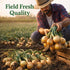 Generic 2 lb Fresh Yellow Onions Bag, Farm Fresh Whole Onions, Premium Quality, Sweet & Mild Flavor, Perfect