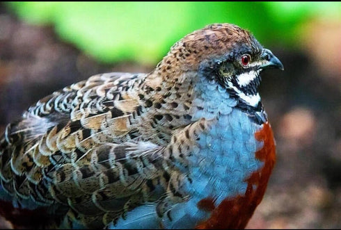 Generic 6+ 6 Fertile Quail Hatching Eggs Button Quail Hatching Eggs Mixed Varieties Farm Fresh & High Hatch Rate LSJ