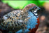 Generic 6+ 6 Fertile Quail Hatching Eggs Button Quail Hatching Eggs Mixed Varieties Farm Fresh & High Hatch Rate LSJ