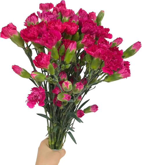 19 dark pink mini Carnations Hydroponic Flower Arrangement Gifts for home decoration birthdays anniversaries healing