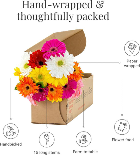 15 BloomsyBox: Stems Multicolored Gerbera Daisy Bouquet, Durable, Hand Tied, Responsibly Sourced, Farm Fresh Flower