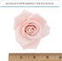 3 Inch 3 Count Global Sugar Art Peace Rose Sugar Cake Flowers, Pink Wired, by Chef Alan Tetreault