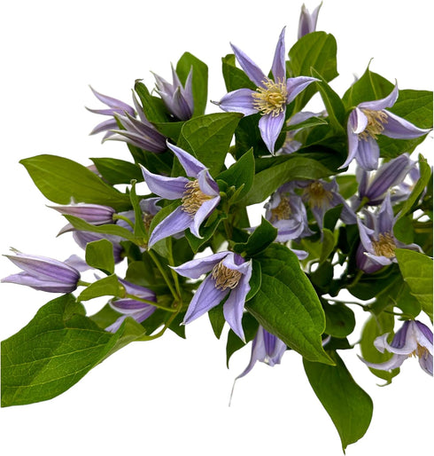 10 Next day delivery Fresh Lron Wire Lotus Mixed Bouquets with Budding Flowers Perfect Home Gift for Birthdays
