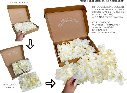 (50 FRESH CUT FLOWERS Orchid Loose Bloom OrchidClub USA by Sunne Tropical DIY Lei, food & drink decoration White)
